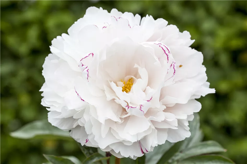 Paeonia Lactiflora - Staudenpfingstrosen