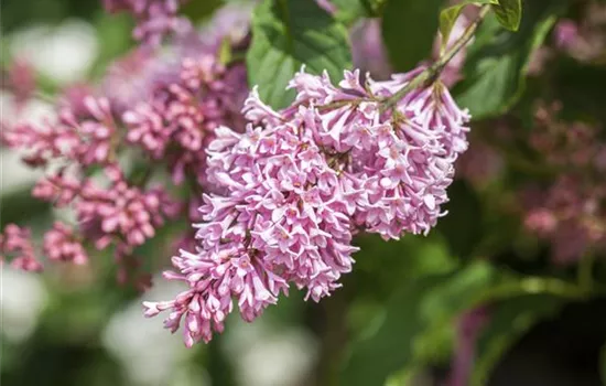 Fliederblüten ausbrechen