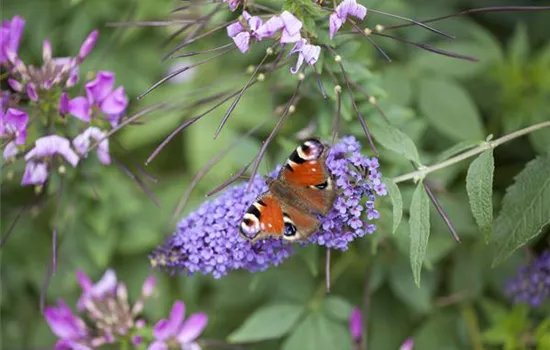 Schmetterlingsweide Buddleja