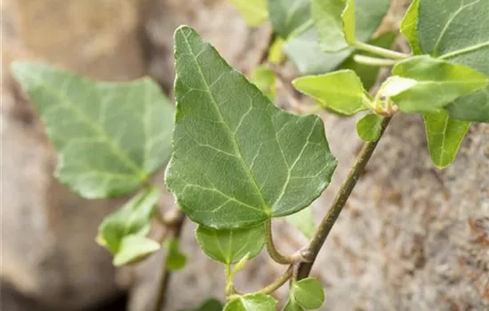 Hoch hinaus: Kletter- und Schlingpflanzen verschönern den Garten