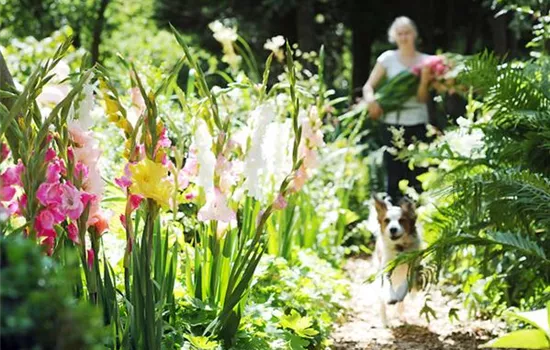 Die schönsten Blumen kommen aus dem eigenen Garten