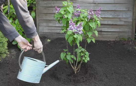 Flieder - Einpflanzen im Garten