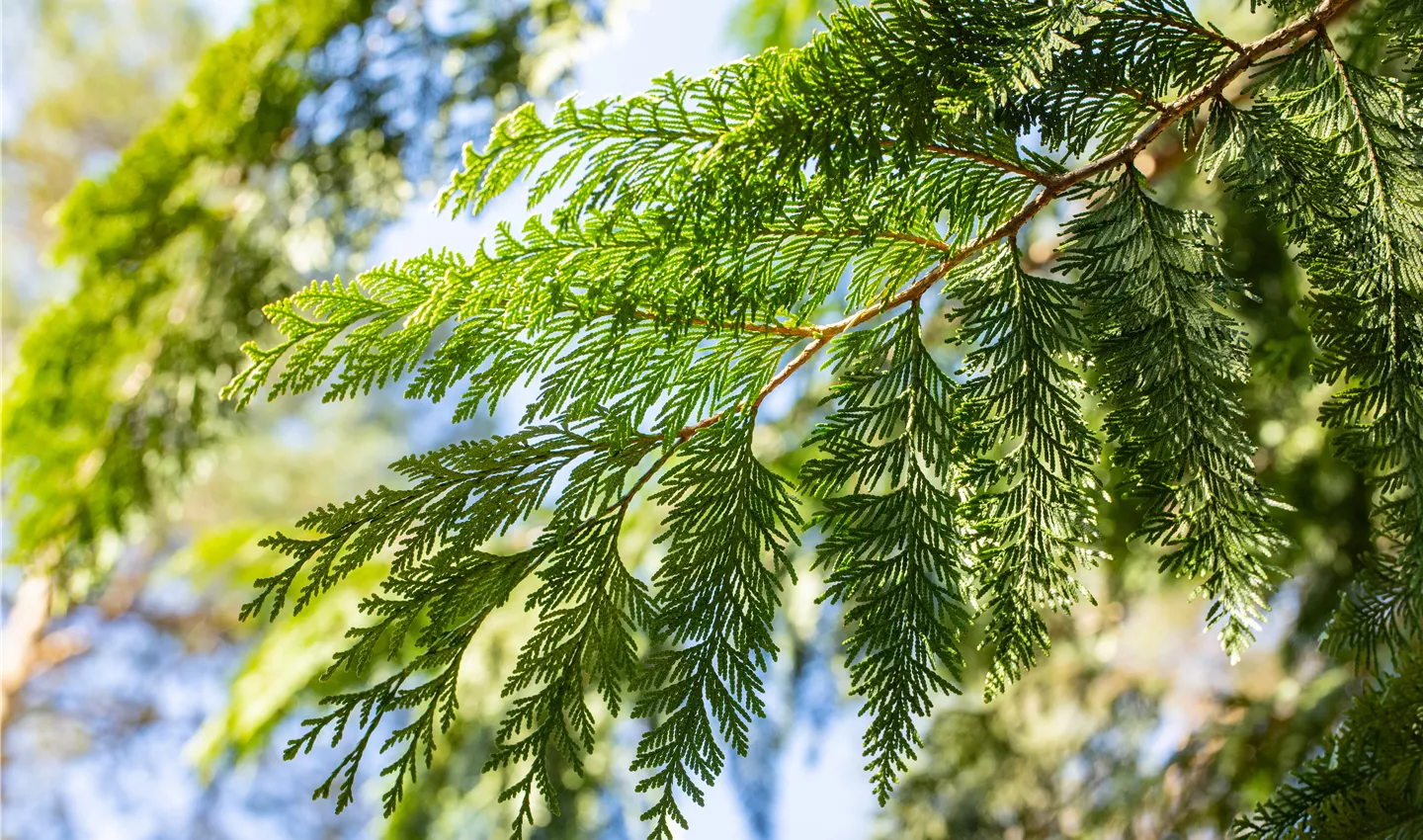 Thuja plicata (GS658540.jpg)