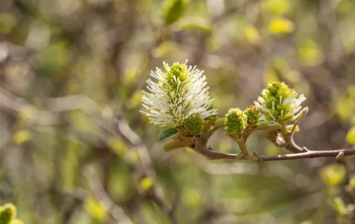 Fothergilla gardenii (GS658772.jpg)