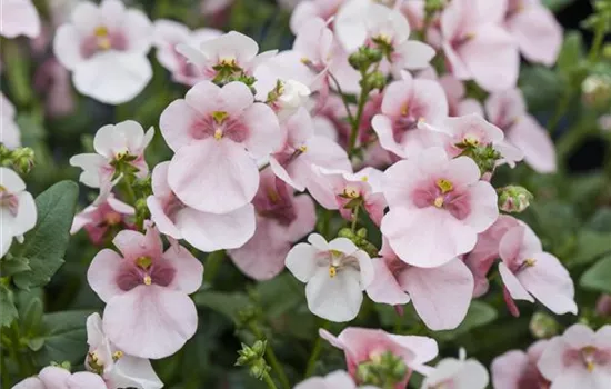 Diascia