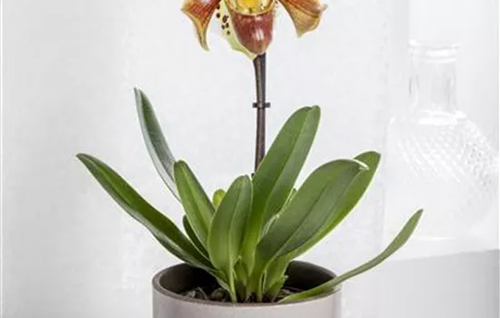 Paphiopedilum