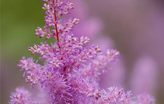 Astilbe x arendsii, rosa