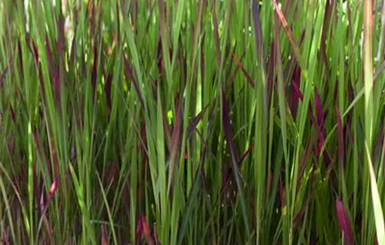 Imperata cylindrica