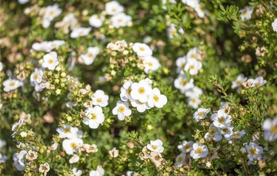 Potentilla fruticosa 'Abbotswood'