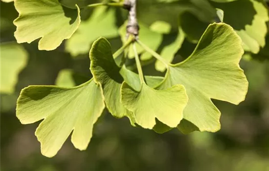 Ginkgo biloba 'Menhir'®