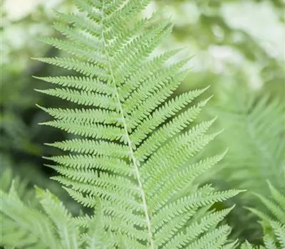 Athyrium filix-femina