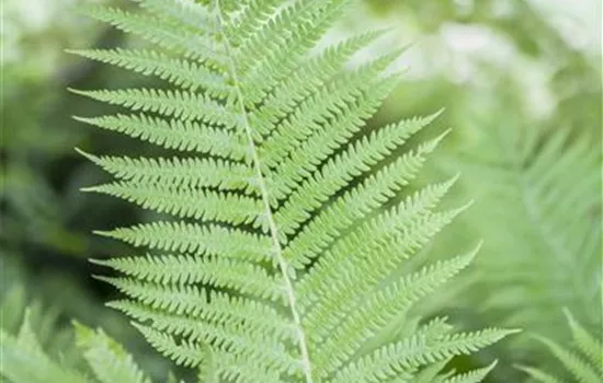 Athyrium filix-femina