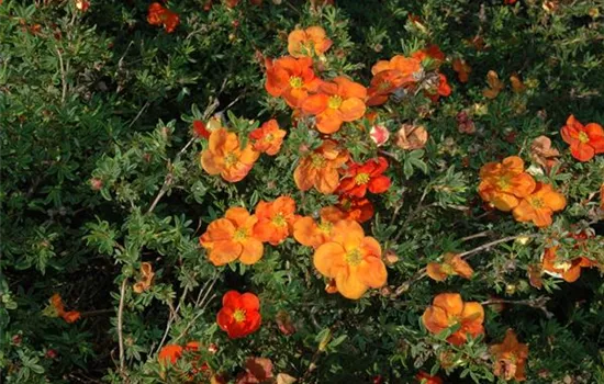 Potentilla fruticosa 'Red Ace'