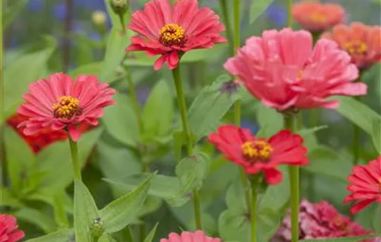 Zinnia elegans