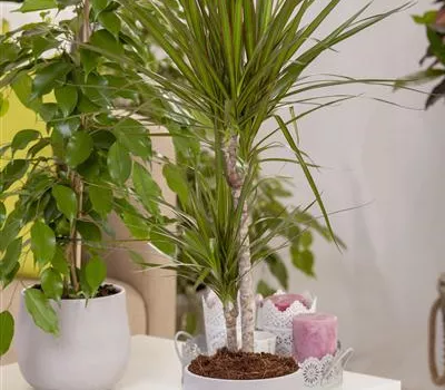 Dracaena marginata