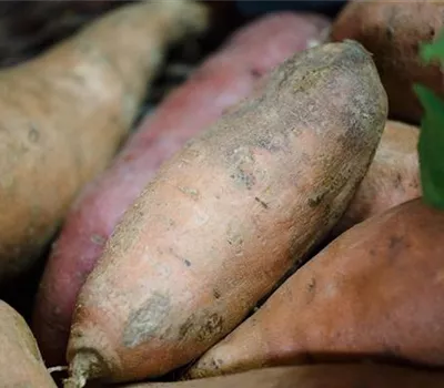 Ipomoea batatas