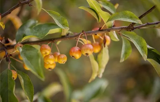 Malus 'Pom Zai'®