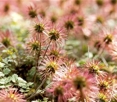 Acaena microphylla