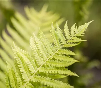 Dryopteris affinis