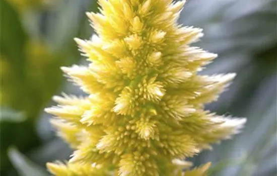 Celosia argentea