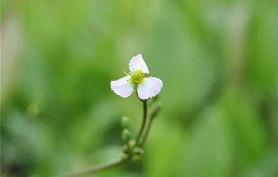 Sagittaria sagittifolia