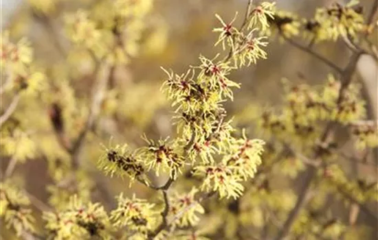 Hamamelis x intermedia