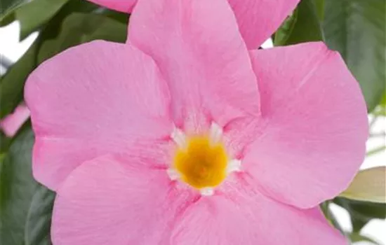 Mandevilla sanderi