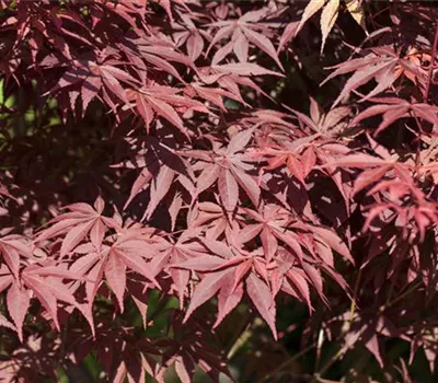 Acer palmatum 'Bloodgood'