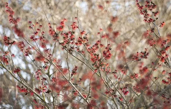 Hamamelis x intermedia 'Diane'