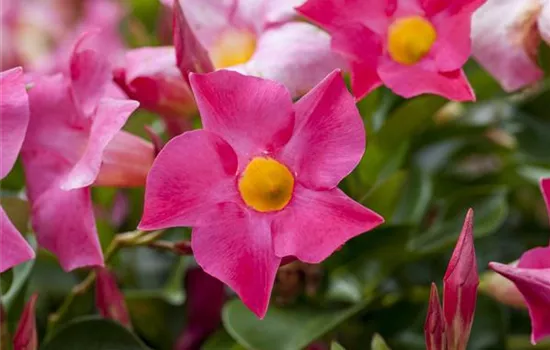 Mandevilla sanderi 'Sundaville'®