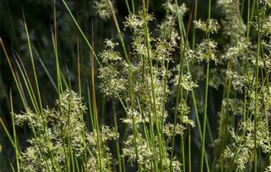 Juncus effusus