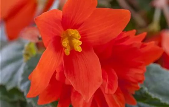 Begonia x tuberhybrida