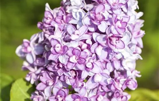 Syringa vulgaris