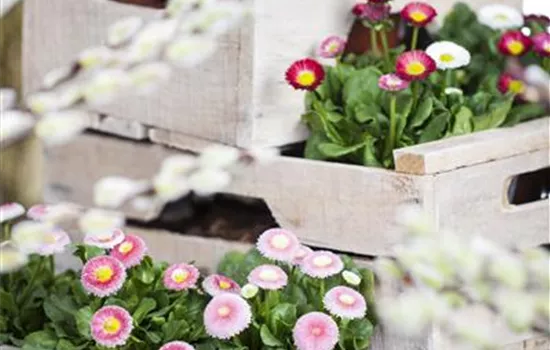 Bellis perennis