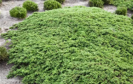 Juniperus communis 'Green Carpet'