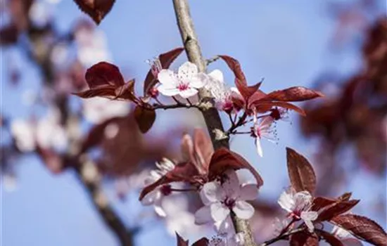 Prunus cerasifera 'Nigra'