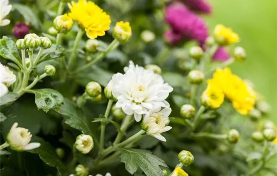 Chrysanthemum indicum 'Trio'