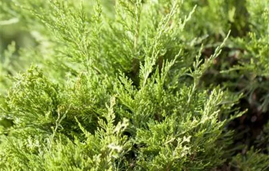 Juniperus x pfitzeriana 'Mint Julep'