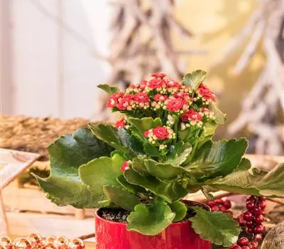 Kalanchoe blossfeldiana