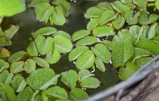 Salvinia natans