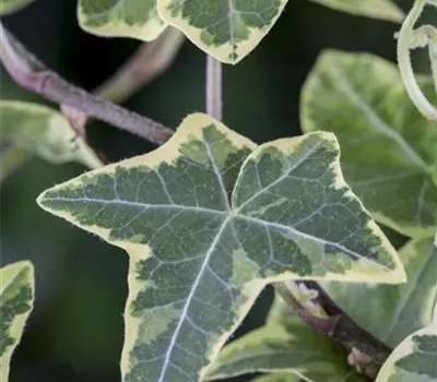 Hedera helix, grün-weiß