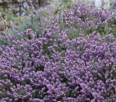 Erica carnea