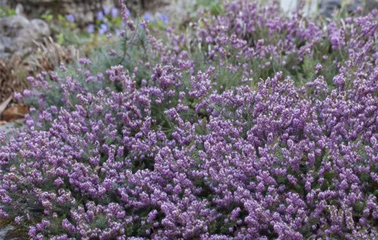 Erica carnea