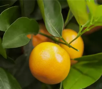 Citrus sinensis