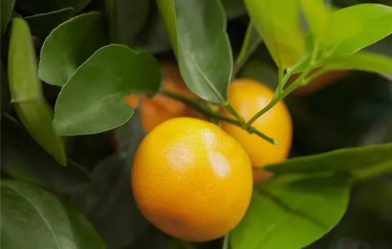 Citrus sinensis