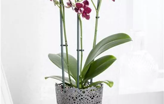 Phalaenopsis