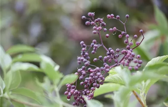 Sambucus nigra