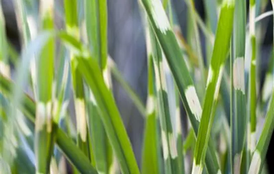 Miscanthus sinensis 'Strictus'