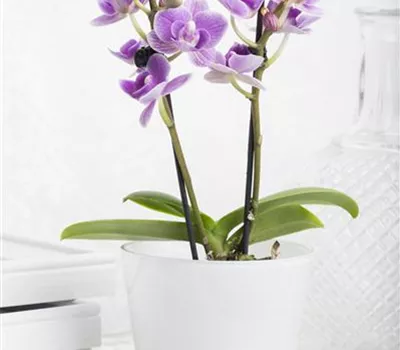 Phalaenopsis Mini