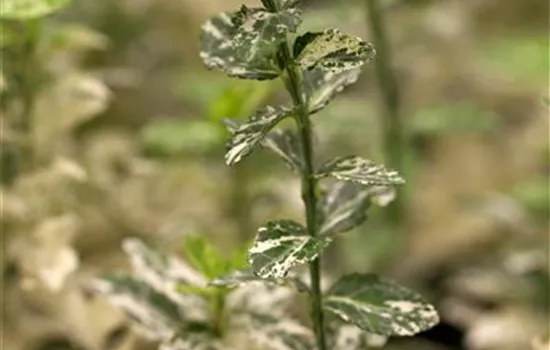 Euonymus fortunei 'Harlequin'